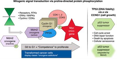 Three year results of Blessed: Expanded access for DeltaRex-G for an intermediate size population with advanced pancreatic cancer and sarcoma (NCT04091295) and individual patient use of DeltaRex-G for solid malignancies (IND# 19130)